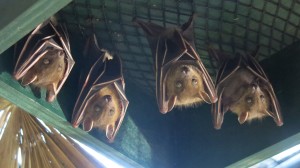 Dog Faced Fruit bats just hanging around waiting for the sun to go down. They're part of the long term animals at Kadoorie.